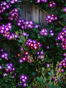 Preview wallpaper climbing roses, roses, flowers, purple