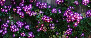 Preview wallpaper climbing roses, roses, flowers, purple