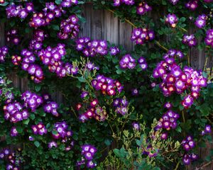 Preview wallpaper climbing roses, roses, flowers, purple