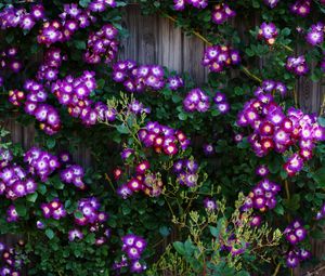 Preview wallpaper climbing roses, roses, flowers, purple