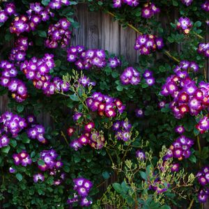 Preview wallpaper climbing roses, roses, flowers, purple