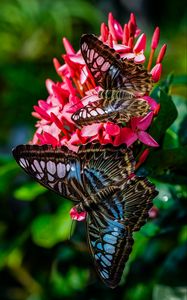 Preview wallpaper clipper, butterflies, wings, flower, macro