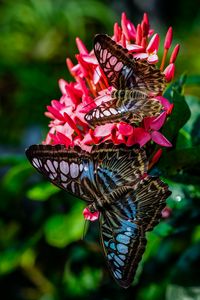 Preview wallpaper clipper, butterflies, wings, flower, macro