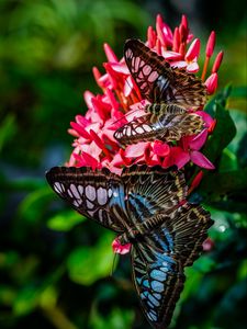 Preview wallpaper clipper, butterflies, wings, flower, macro