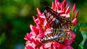 Preview wallpaper clipper, butterflies, wings, flower, macro