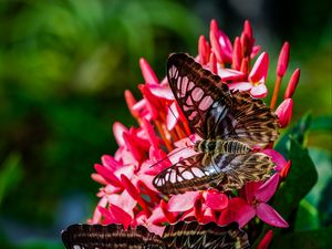 Preview wallpaper clipper, butterflies, wings, flower, macro