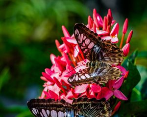 Preview wallpaper clipper, butterflies, wings, flower, macro