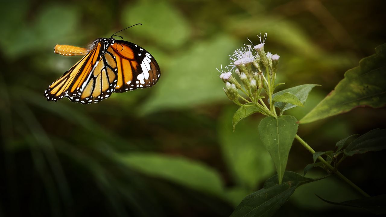 Wallpaper clipper, butterfly, macro, wings