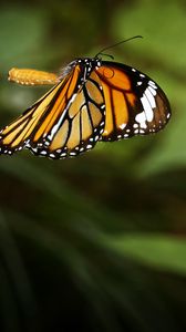 Preview wallpaper clipper, butterfly, macro, wings