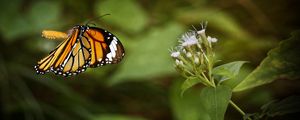 Preview wallpaper clipper, butterfly, macro, wings