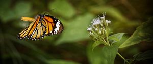 Preview wallpaper clipper, butterfly, macro, wings