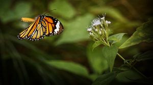 Preview wallpaper clipper, butterfly, macro, wings