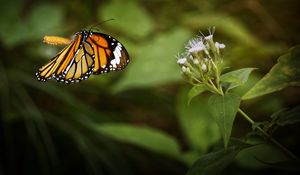 Preview wallpaper clipper, butterfly, macro, wings