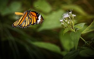 Preview wallpaper clipper, butterfly, macro, wings