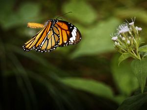 Preview wallpaper clipper, butterfly, macro, wings