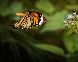 Preview wallpaper clipper, butterfly, macro, wings