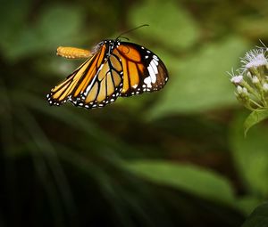 Preview wallpaper clipper, butterfly, macro, wings