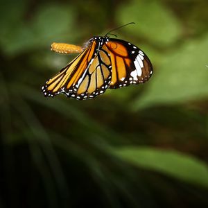 Preview wallpaper clipper, butterfly, macro, wings