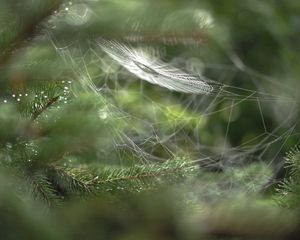 Preview wallpaper close-up, blur, web, branch, drops