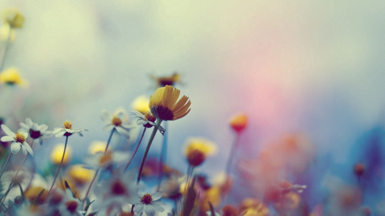 Wallpaper close-up, flowers, field hd, picture, image