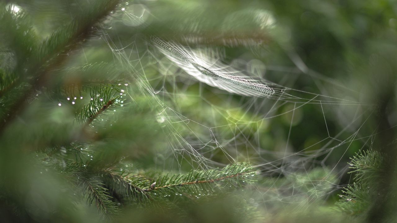 Wallpaper close-up, blur, web, branch, drops
