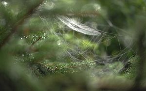 Preview wallpaper close-up, blur, web, branch, drops