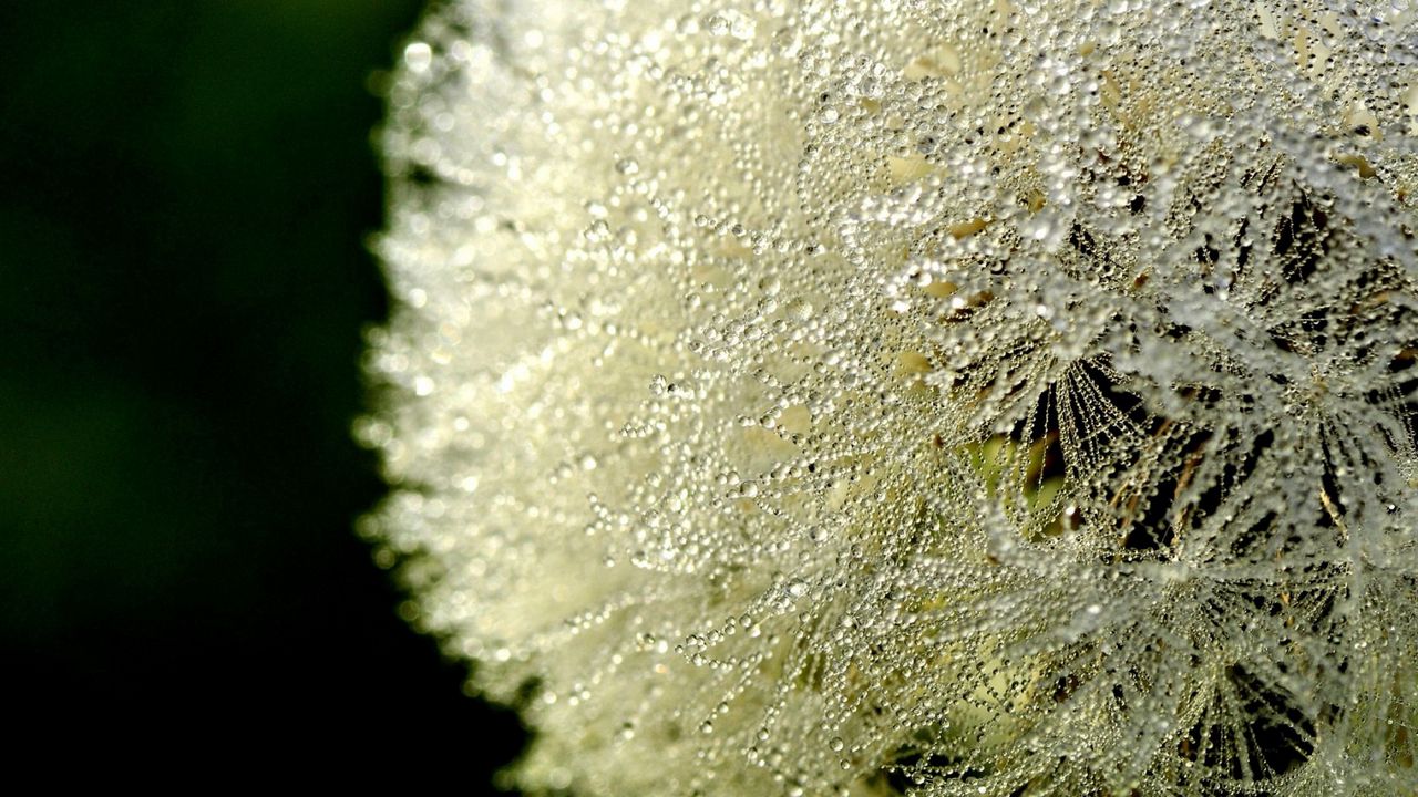 Wallpaper close-up, dandelion, dew, drops, white, fluff