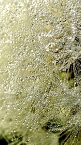 Preview wallpaper close-up, dandelion, dew, drops, white, fluff