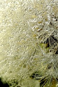 Preview wallpaper close-up, dandelion, dew, drops, white, fluff