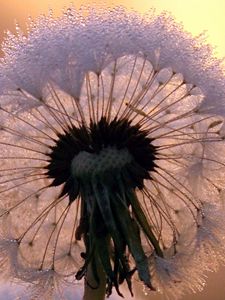 Preview wallpaper close-up, dandelion, stem, flower