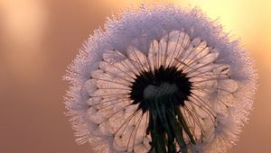 Preview wallpaper close-up, dandelion, stem, flower