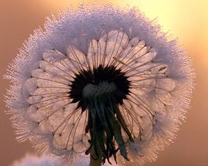 Preview wallpaper close-up, dandelion, stem, flower