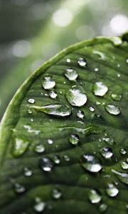 Preview wallpaper close-up, drop, water, leaves, green