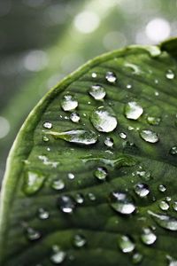 Preview wallpaper close-up, drop, water, leaves, green