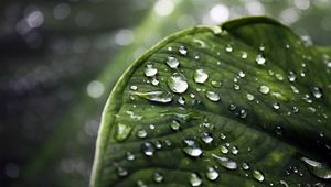 Preview wallpaper close-up, drop, water, leaves, green