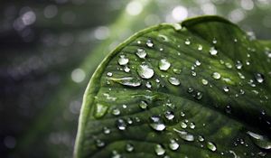 Preview wallpaper close-up, drop, water, leaves, green