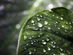 Preview wallpaper close-up, drop, water, leaves, green