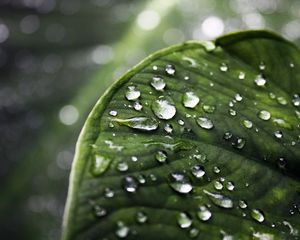 Preview wallpaper close-up, drop, water, leaves, green