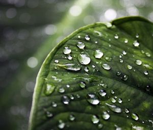 Preview wallpaper close-up, drop, water, leaves, green