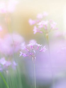 Preview wallpaper close-up, flower, grass