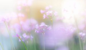 Preview wallpaper close-up, flower, grass