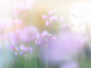 Preview wallpaper close-up, flower, grass