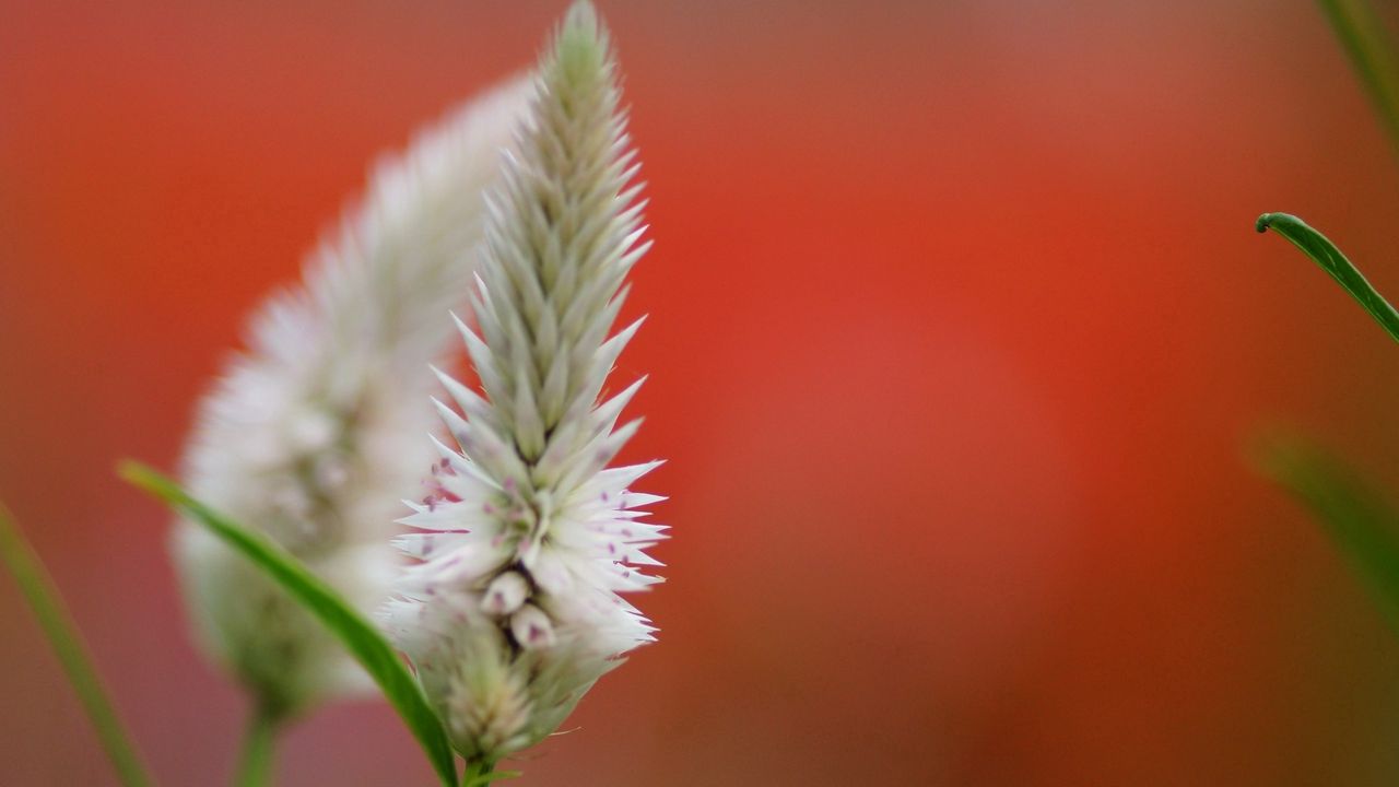 Wallpaper close-up, flower, plant, background, blur