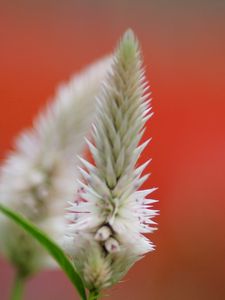 Preview wallpaper close-up, flower, plant, background, blur