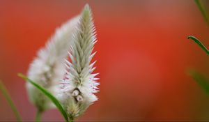 Preview wallpaper close-up, flower, plant, background, blur