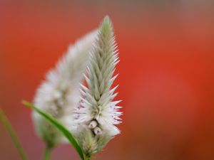 Preview wallpaper close-up, flower, plant, background, blur