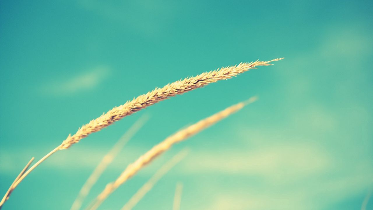 Wallpaper close-up, grass, against the sky