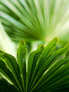 Preview wallpaper close-up, grass, green, carved