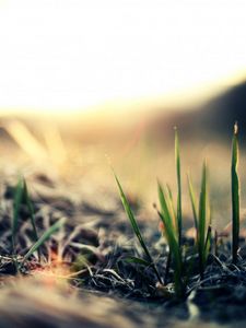 Preview wallpaper close-up, grass, green, light