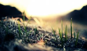 Preview wallpaper close-up, grass, green, light